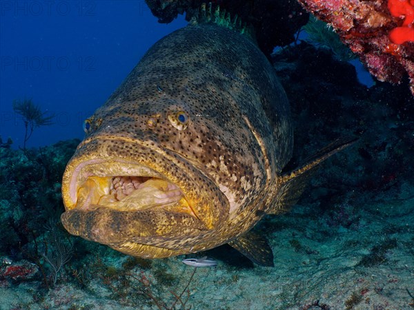 Atlantic goliath grouper