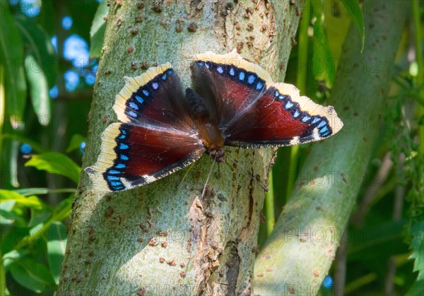 Mourning Cloak