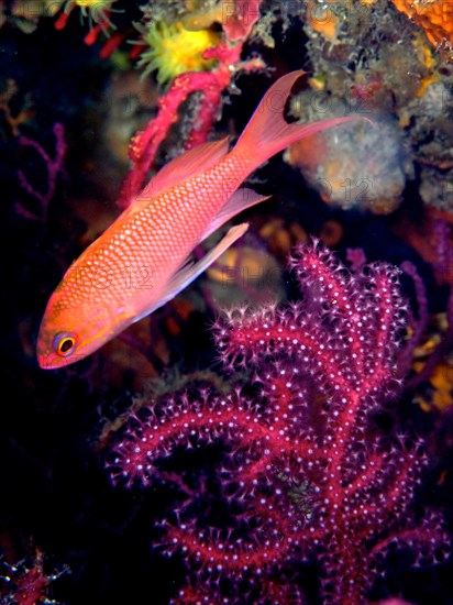 Mediterranean Flagfish