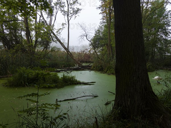 Green pond with duckweeds