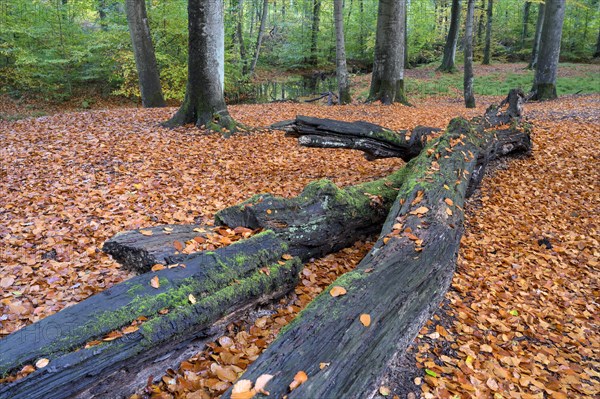 Beech forest in autumn