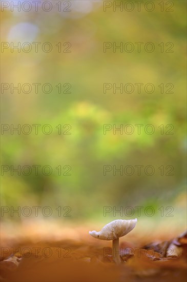 Mushroom in beech forest