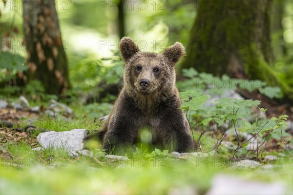 European brown bear