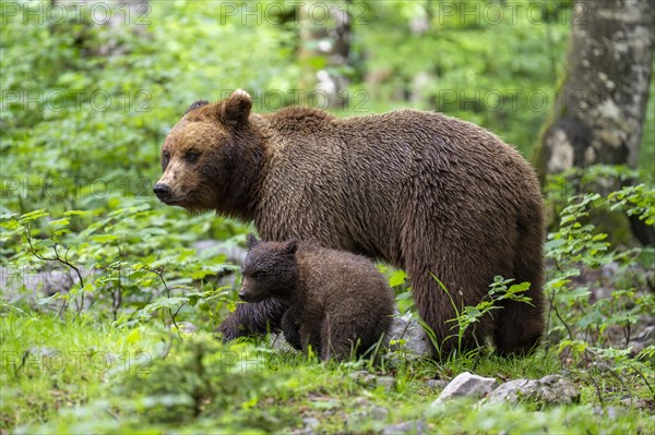 European brown bear