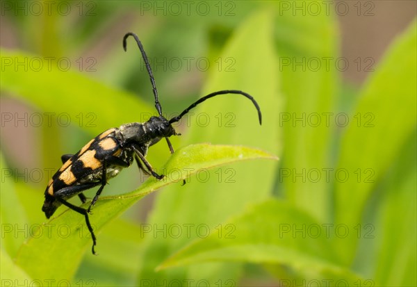 Longhorn beetle