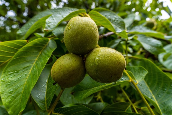 Green apples on the tree