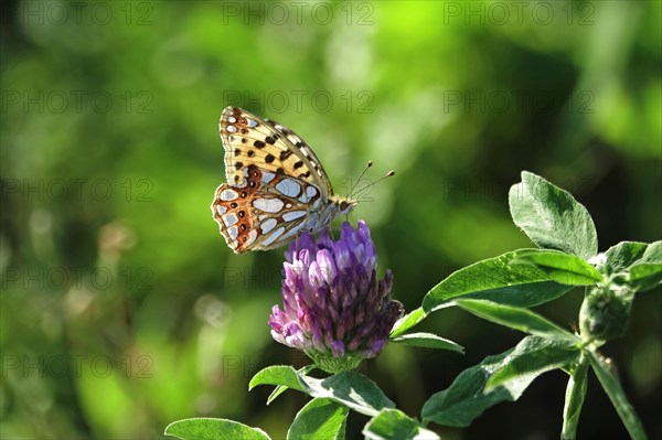 Queen of spain fritillary