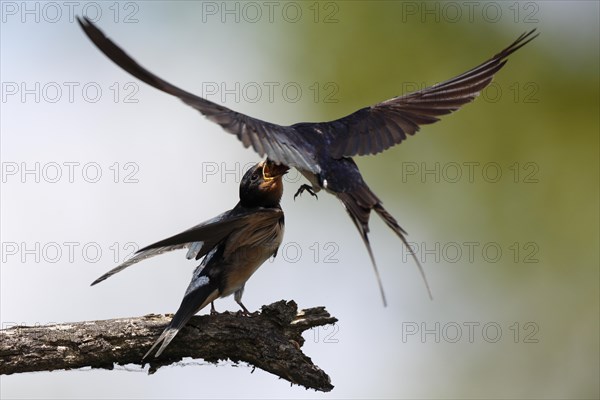 Barn swallow