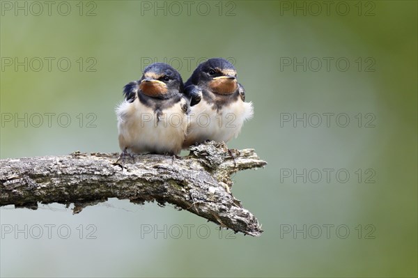 Barn swallow