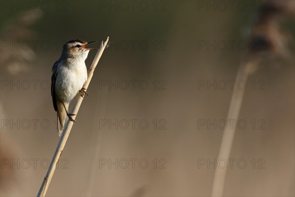 Sedge warbler