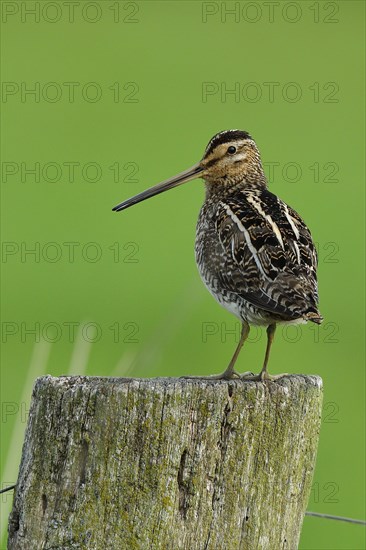 Common Snipe