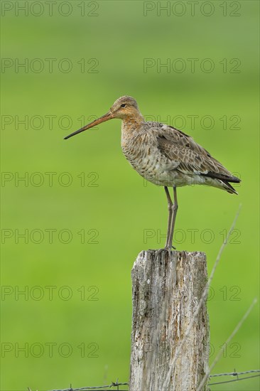 Black-tailed Godwit