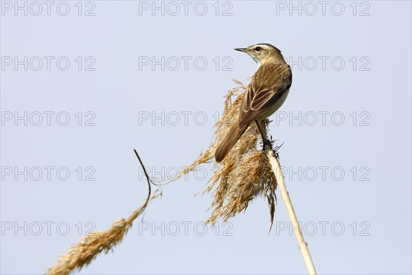 Sedge warbler