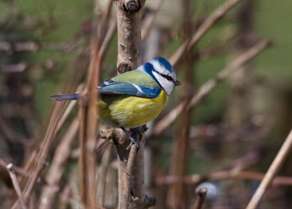 Blue tit