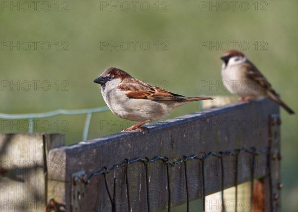 Young house sparrow