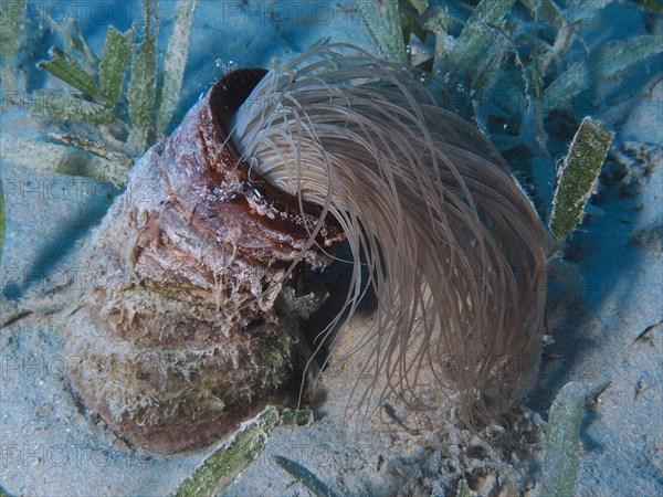 Tube-dwelling anemone