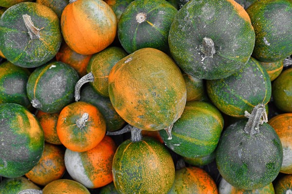 Pile of green and yellow Rondini Gem squashes