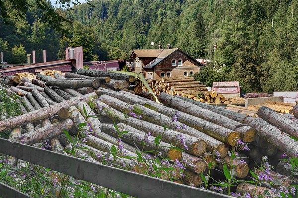 Tree trunks at a sawmill