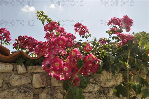 Roses on a wall in Talmon sur Gironde