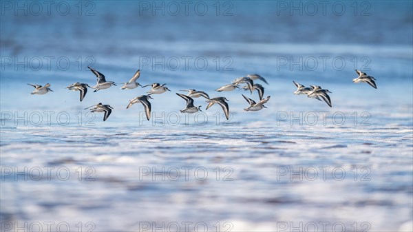 Sanderling