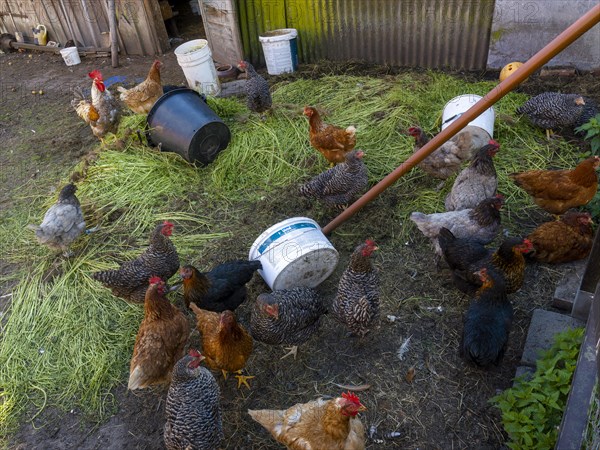 Free-range chickens and green grass in small farm