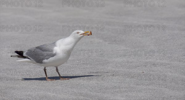 European herring gull