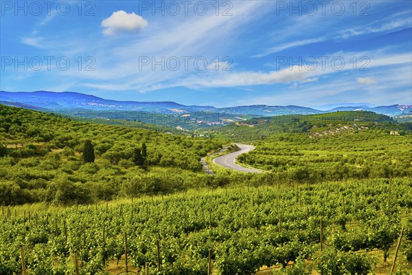 Beautiful landscape with vineyards and distant mountains