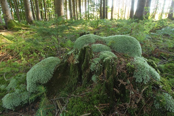 Leucobryum moss