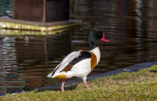 Common shelduck