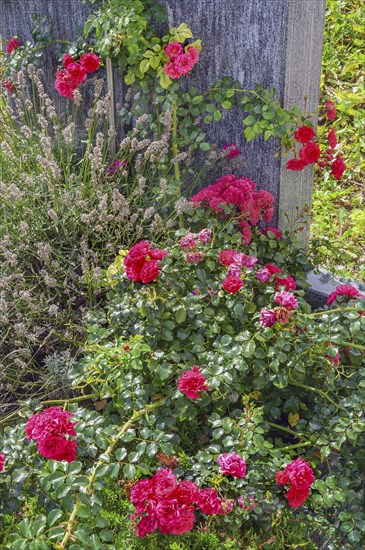 Gravestone with roses