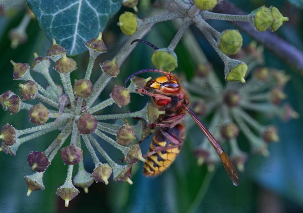 European hornet