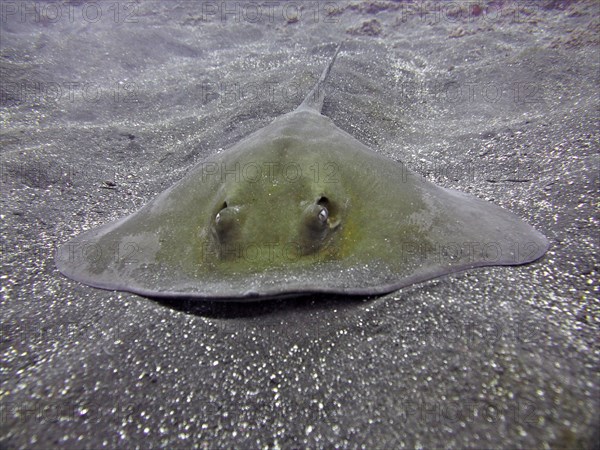 Common stingray