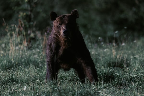 Brown bear