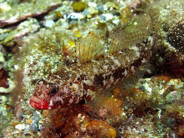 Redmouth goby