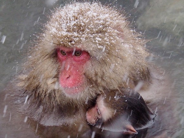 A snow monkey