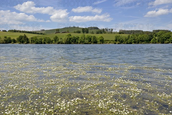 View over the Diemelsee with water crowfoot