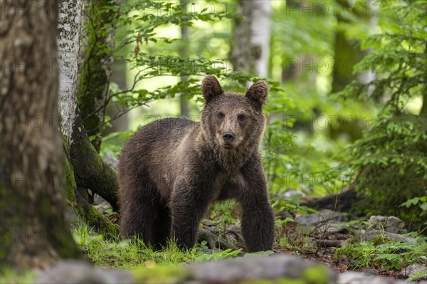 European brown bear