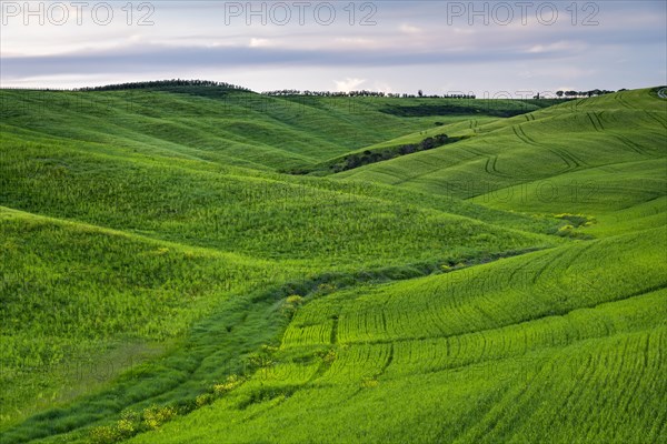 Hilly fields near San Quirico d'Orcia