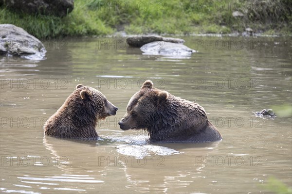 Brown bear in the animal enclosure