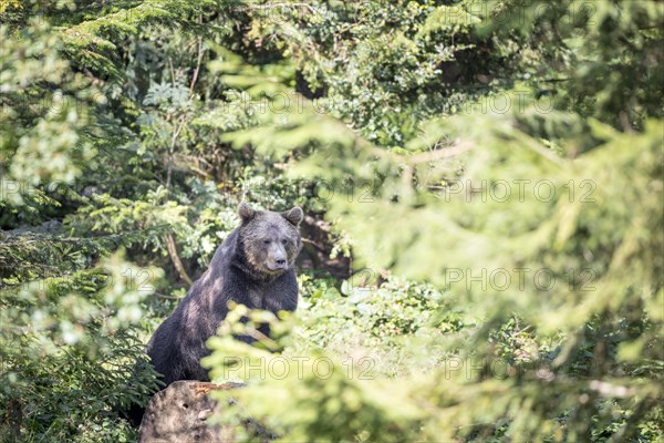 Brown bear in the animal enclosure