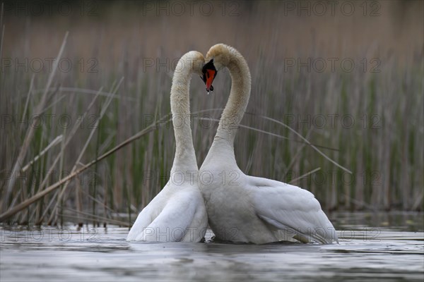 Mute Swan