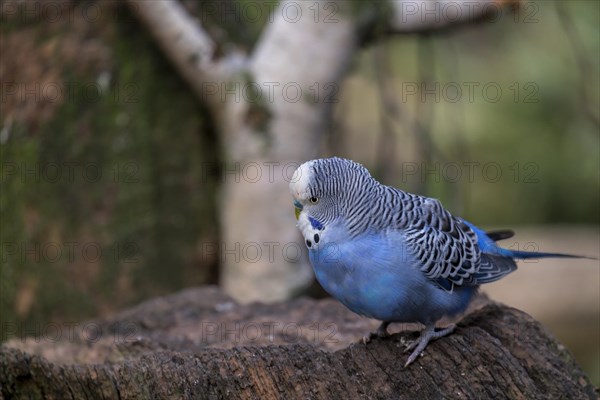 Budgie