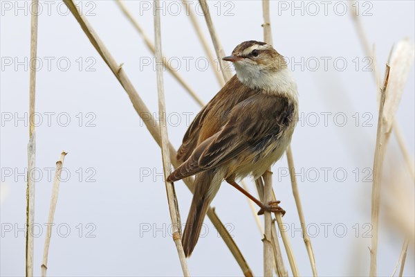 Sedge warbler