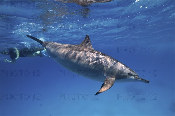 Spinner dolphin