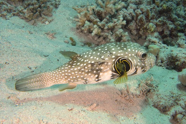 White-spotted puffer