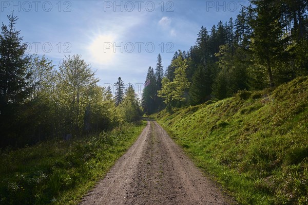 Forest path