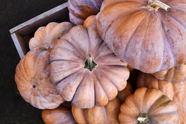 Top view of large orange 'Musquee de Provence' pumpkins. Also called Fairytale pumpkin