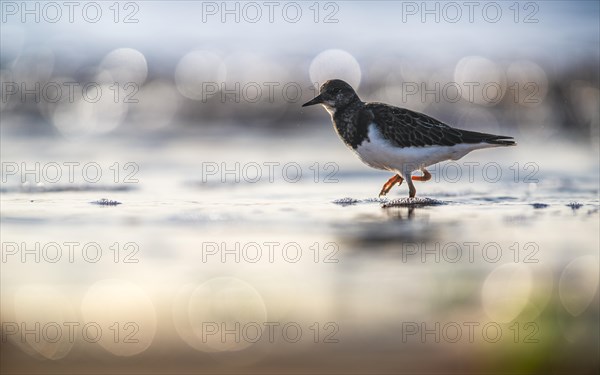 Ruddy Turnstone