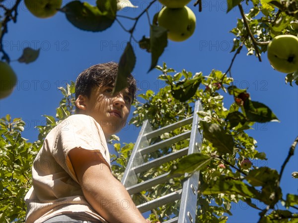 Young man on ladder picking apples on tree