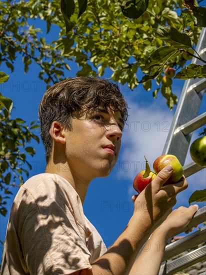 Young man on ladder picking apples on tree